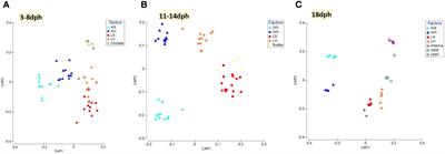 Bacterial community structures and dynamics associated with rotated positioning syndrome in gilthead sea bream (Sparus aurata) larviculture